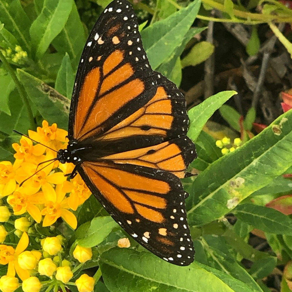 Meet your Posher, Jenita